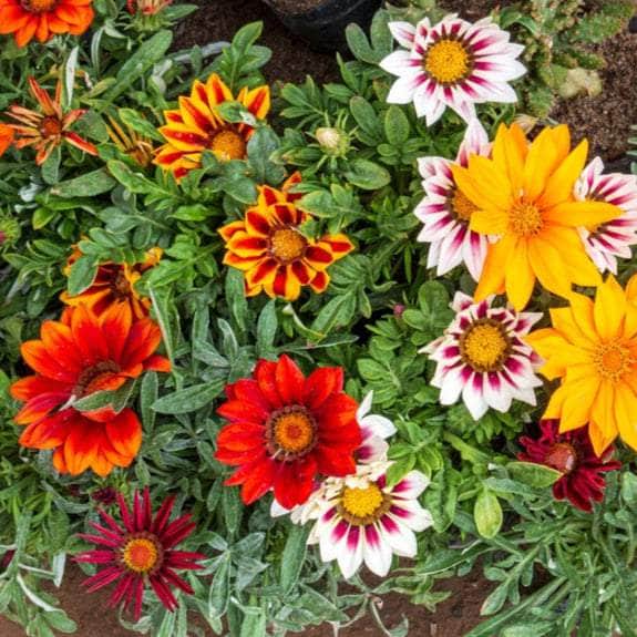 Acqua Garden Outdoor Plants Gazania 'Mixed'