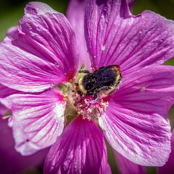 Acqua Garden Outdoor Plants Lavatera 'Burgundy Wine'