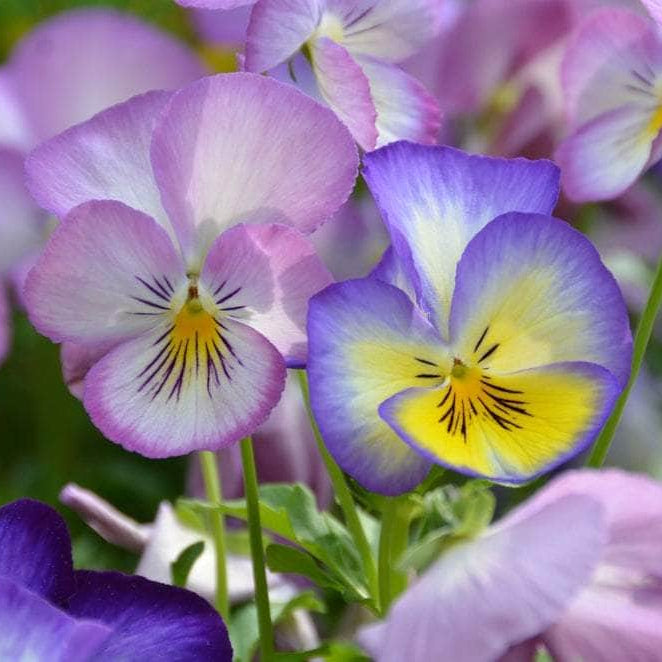 Acqua Garden Outdoor Plants Pansies 'Water Colour'