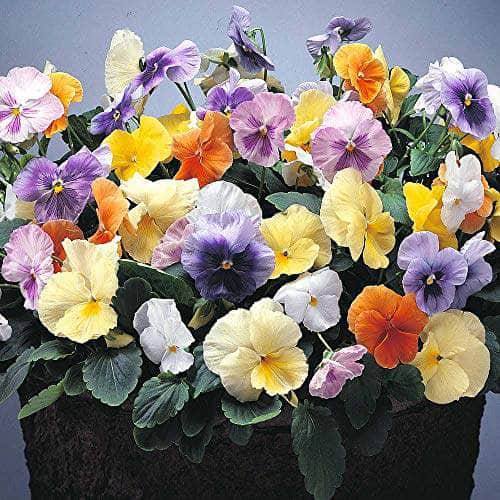 Acqua Garden Outdoor Plants Pansies 'Water Colour'