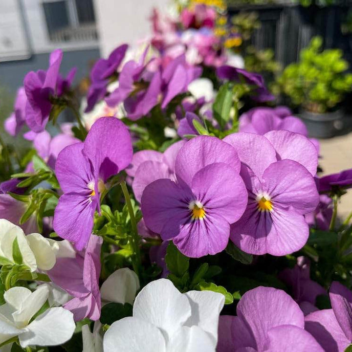 Acqua Garden Outdoor Plants Pansies 'Water Colour'