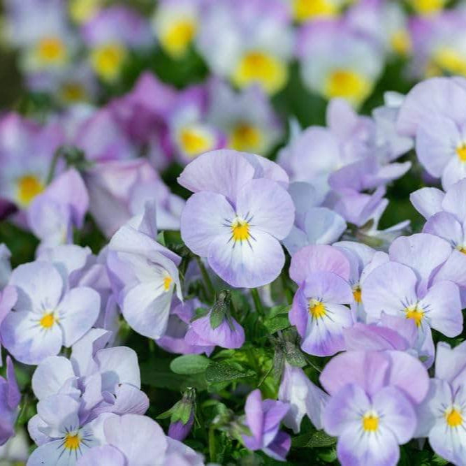 Acqua Garden Outdoor Plants Pansies 'Water Colour'