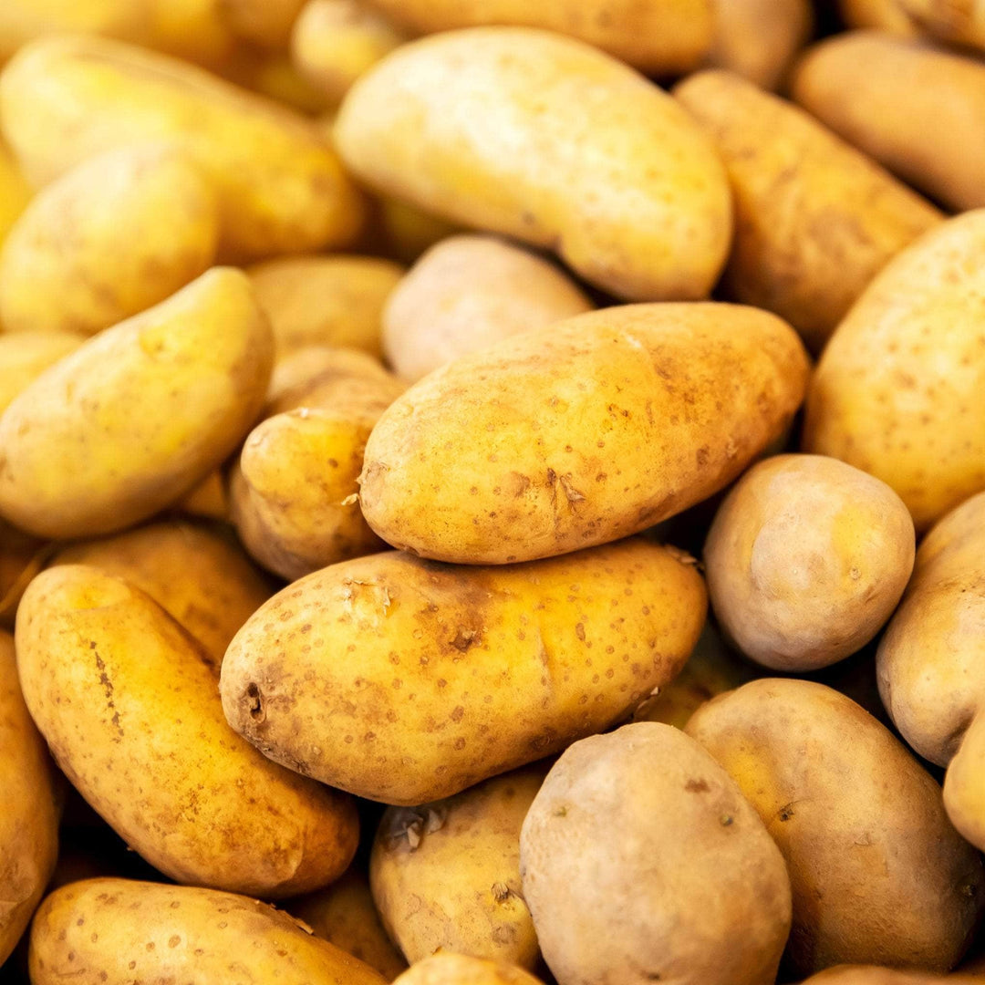 Acqua Garden Outdoor Plants Patio Potato