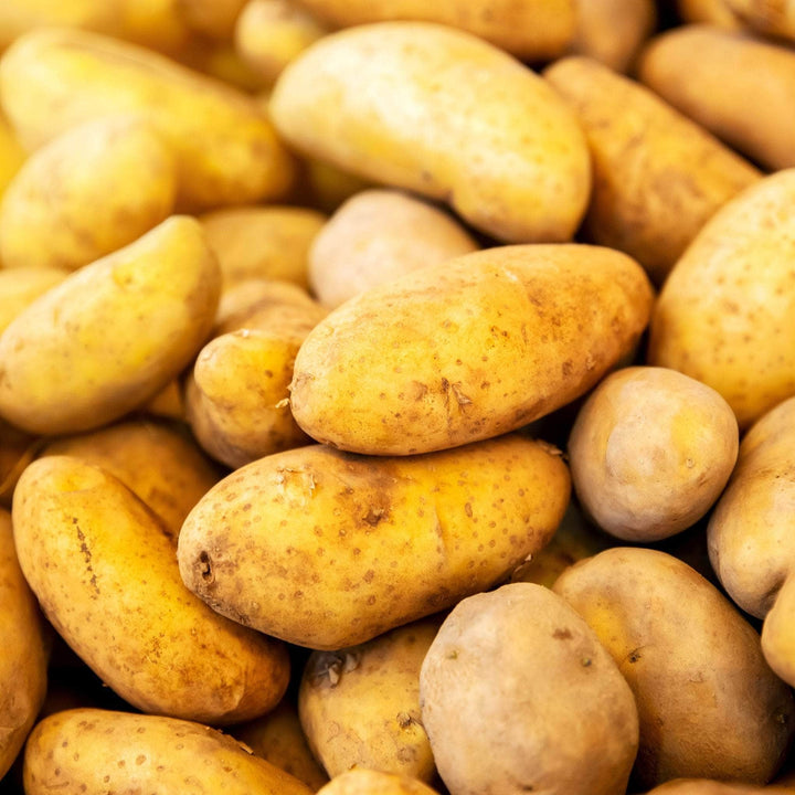 Acqua Garden Outdoor Plants Patio Potato