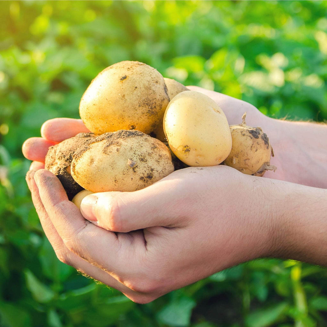Acqua Garden Outdoor Plants Patio Potato