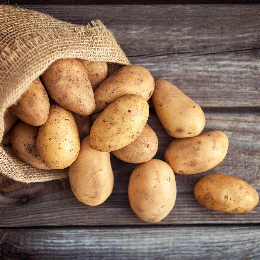 Acqua Garden Outdoor Plants Patio Potato