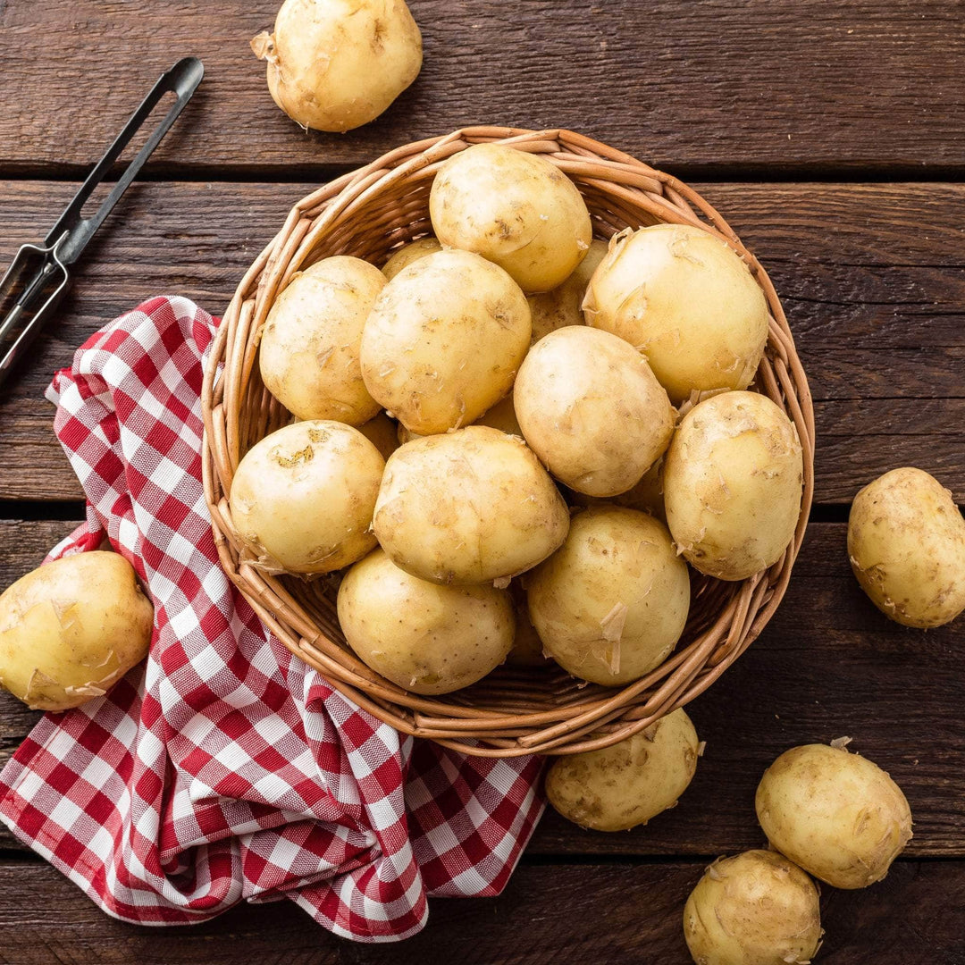 Acqua Garden Outdoor Plants Patio Potato