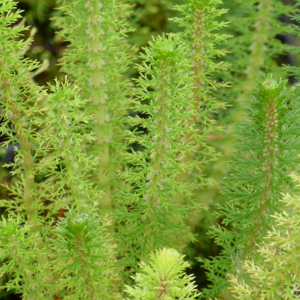 Acqua Garden Oxygenating B Upright Water Milfoil, Myriophyllum Crispatum Oxy