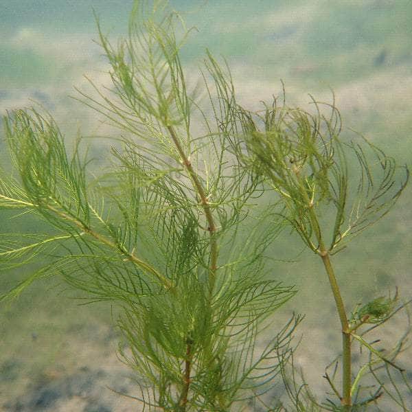Acqua Garden Oxygenating B Whorled Water Milfoil, Myriophyllum Verticillatum bch Oxy