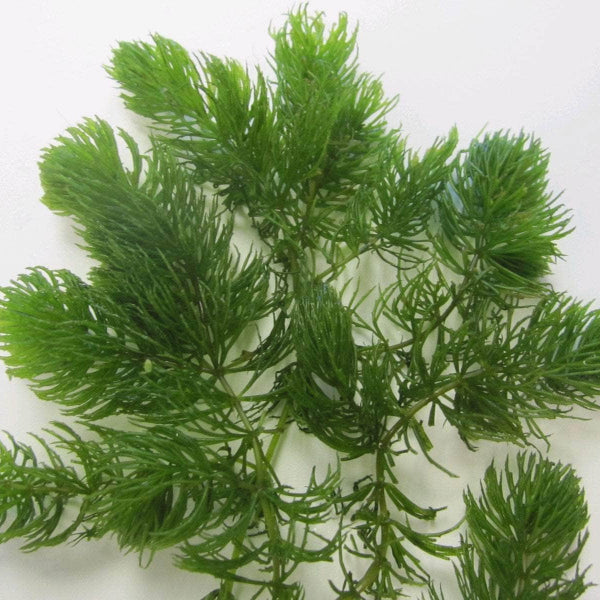 Acqua Garden Oxygenating Bunches Hornwort, Ceratophyllum Demersum Loose OXY