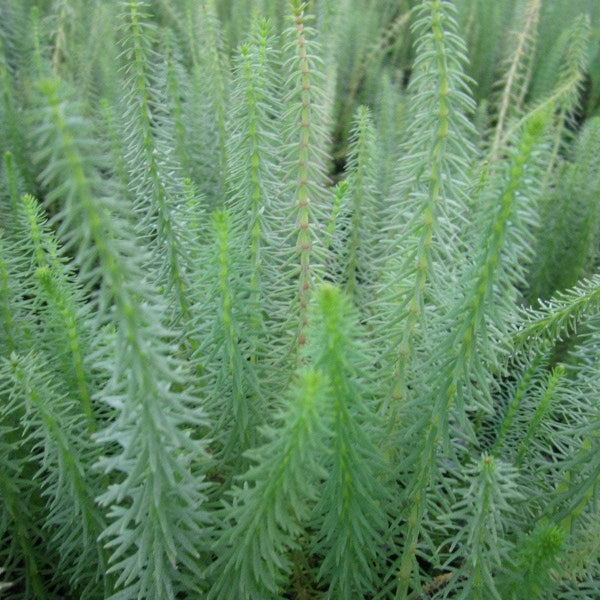Acqua Garden Oxygenating C Mare's Tail, Hippuris Vulgaris Oxy