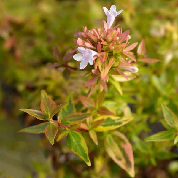 Acqua Garden Plants Abelia 'Kaleidoscope'