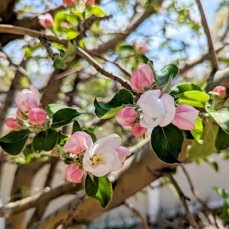 Acqua Garden Plants Apple 'Golden Delicious' Tree