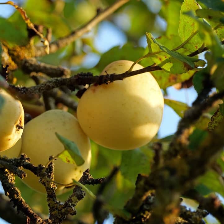 Acqua Garden Plants Apple 'Golden Delicious' Tree