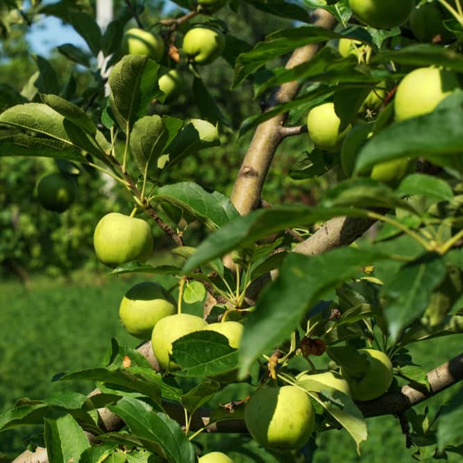 Acqua Garden Plants Apple 'Granny Smith' Tree