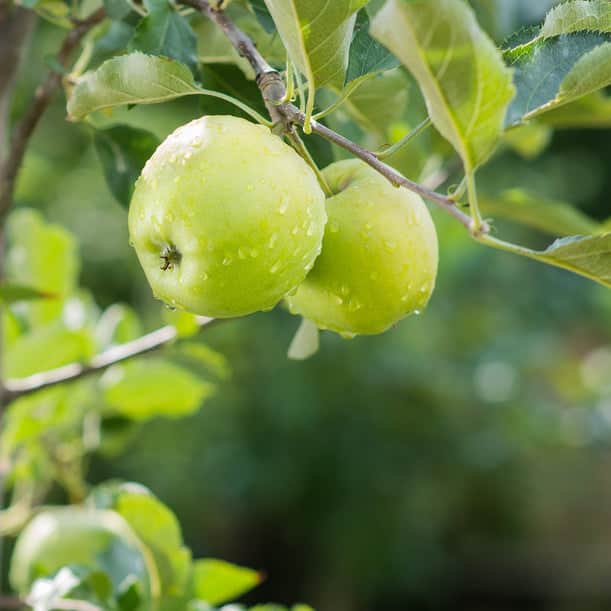 Acqua Garden Plants Apple 'Granny Smith' Tree