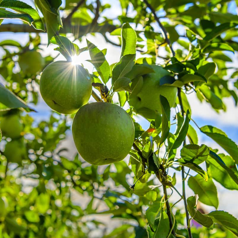 Acqua Garden Plants Apple 'Granny Smith' Tree