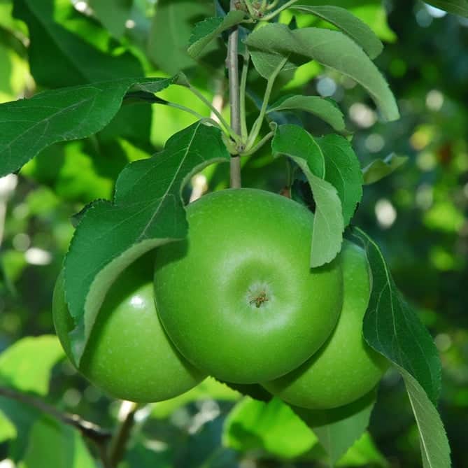 Acqua Garden Plants Apple 'Granny Smith' Tree