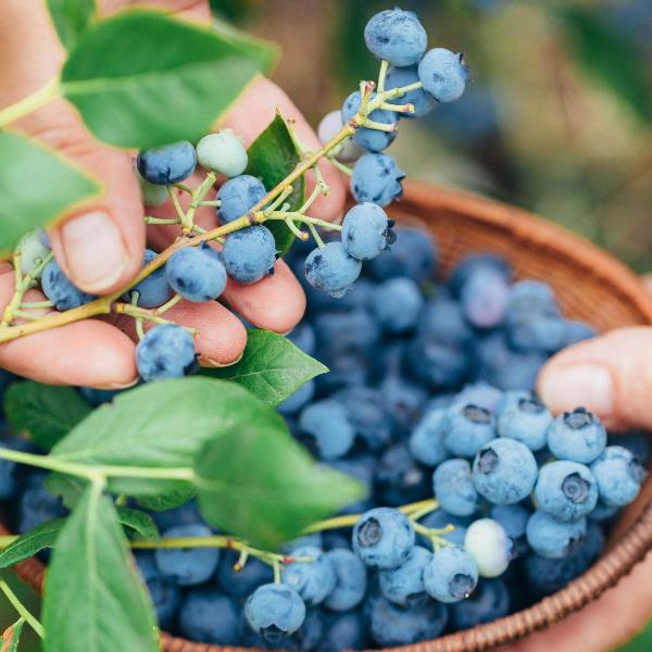 Acqua Garden Plants Blueberry 'Bluegold'
