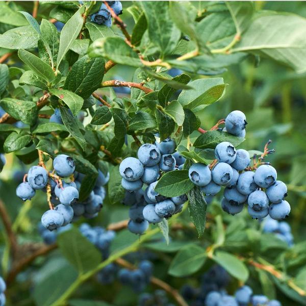 Fruit Plants