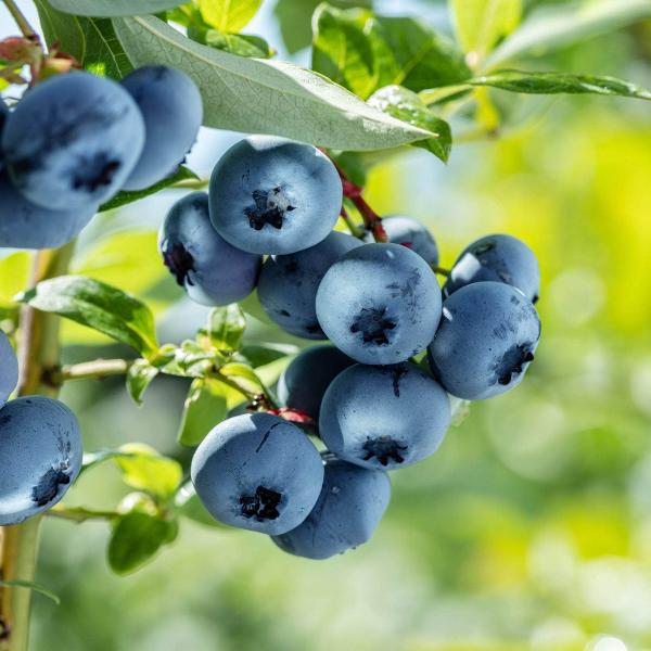 Acqua Garden Plants Blueberry 'Gold Tribute'