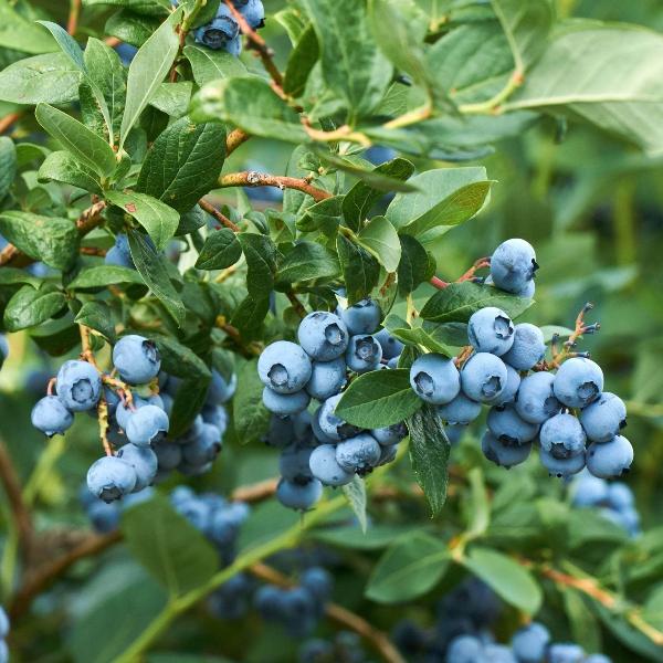 Acqua Garden Plants Blueberry 'Gold Tribute'
