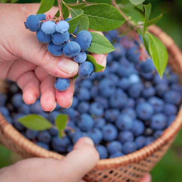 Acqua Garden Plants Blueberry 'Gold Tribute'