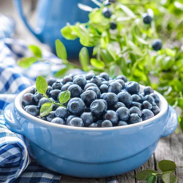 Acqua Garden Plants Blueberry 'Gold Tribute'