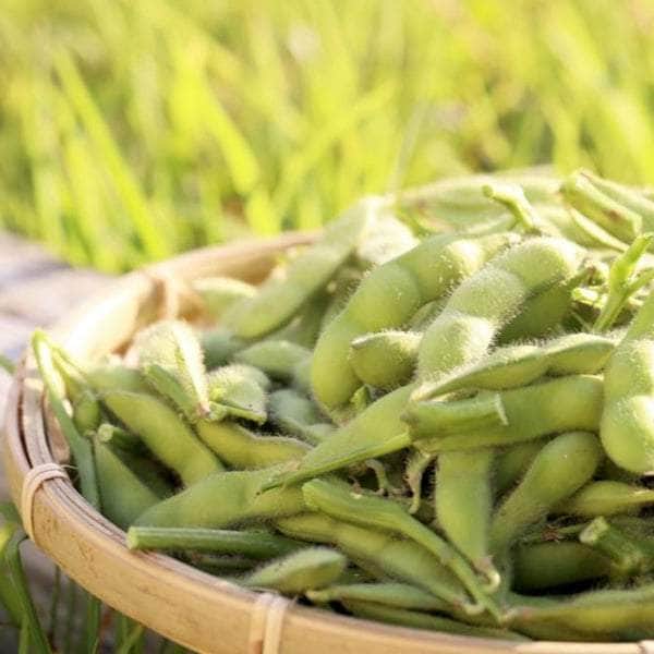 Acqua Garden Plants Edamame Beans 'Green Shell'
