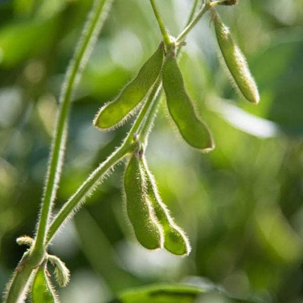 Acqua Garden Plants Edamame Beans 'Green Shell'