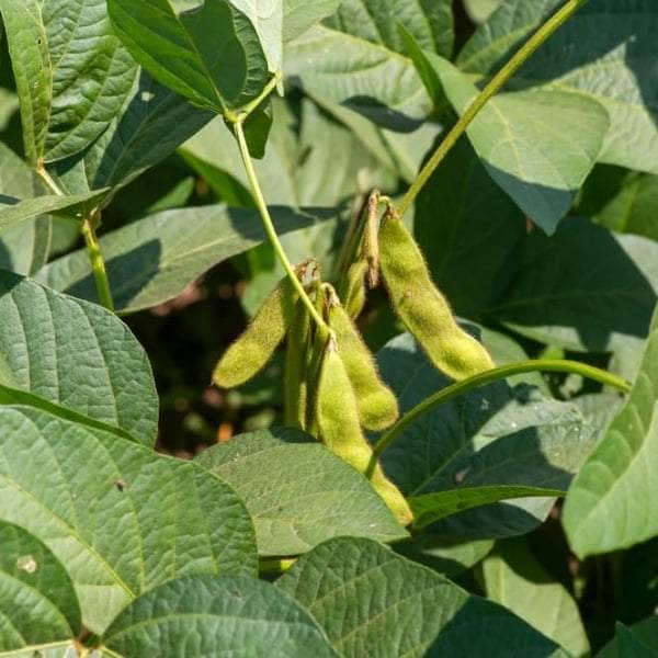 Acqua Garden Plants Edamame Beans 'Green Shell'