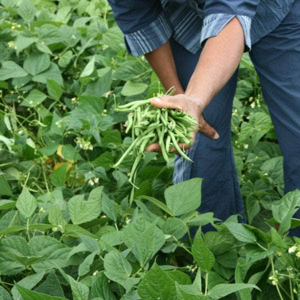Acqua Garden Plants French Bean 'Tendergreen'