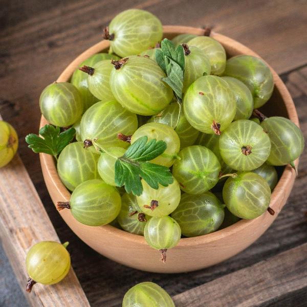 Acqua Garden Plants Gooseberry 'Careless'