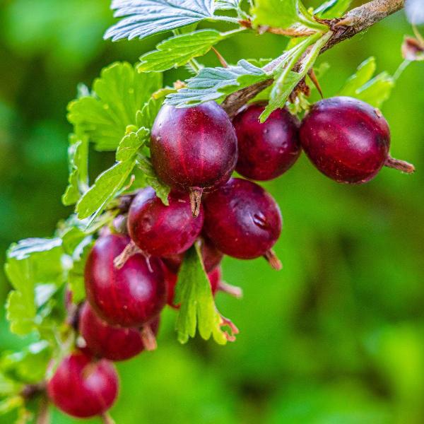 Acqua Garden Plants Gooseberry 'Hinnonmaki Red'