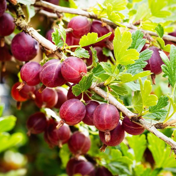 Acqua Garden Plants Gooseberry 'Hinnonmaki Red'