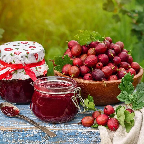 Acqua Garden Plants Gooseberry 'Red'