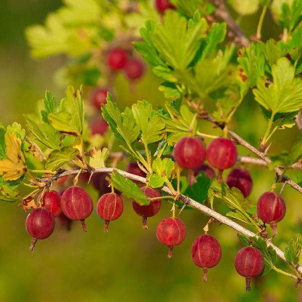 Acqua Garden Plants Gooseberry 'Whinham's Industry'