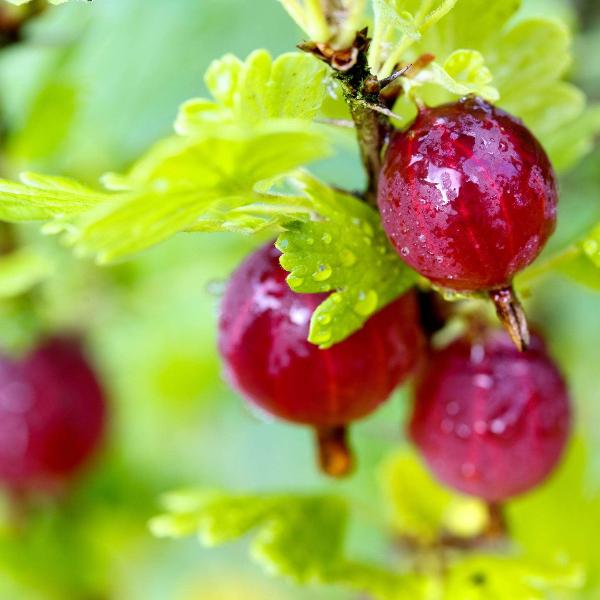 Acqua Garden Plants Gooseberry 'Xenia'