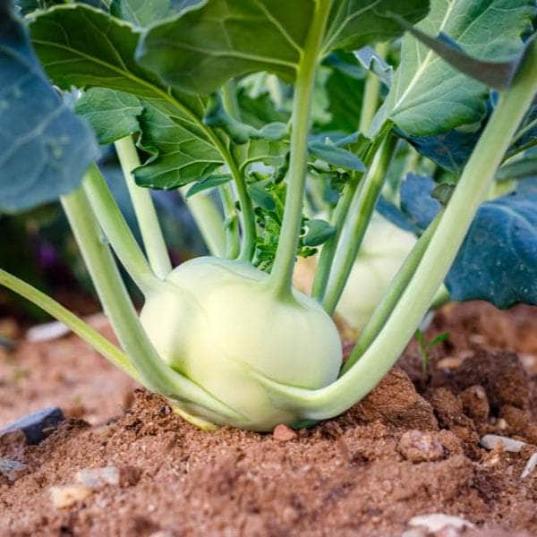 Acqua Garden Plants Kohlrabi 'F1 Quickstar'