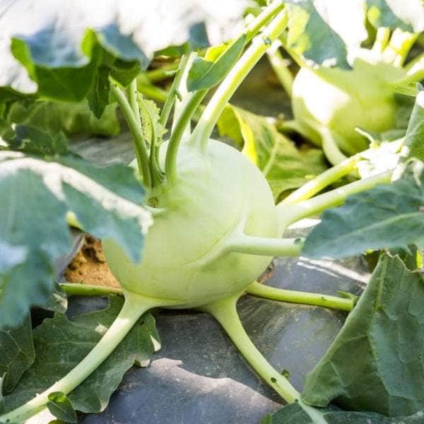 Acqua Garden Plants Kohlrabi 'F1 Quickstar'