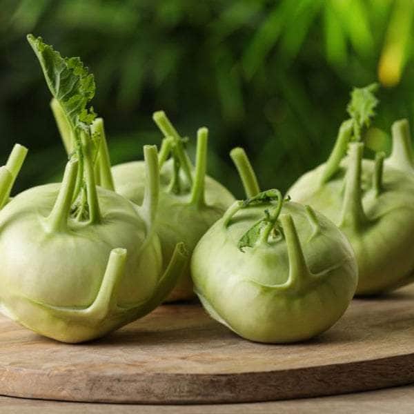 Acqua Garden Plants Kohlrabi 'F1 Quickstar'