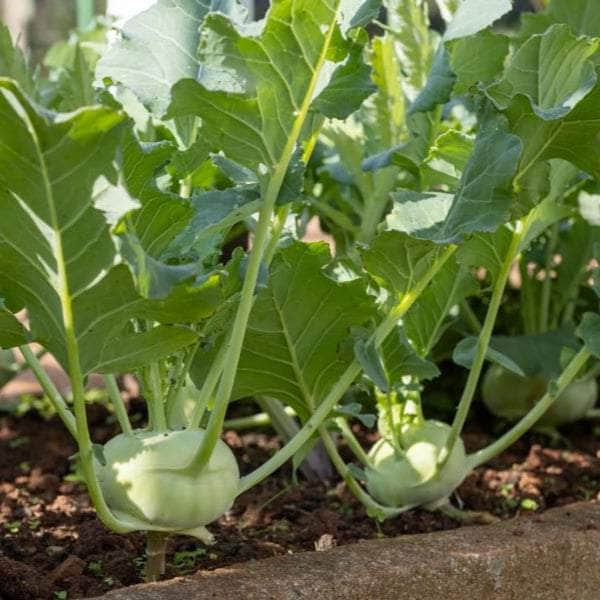 Acqua Garden Plants Kohlrabi 'F1 Quickstar'