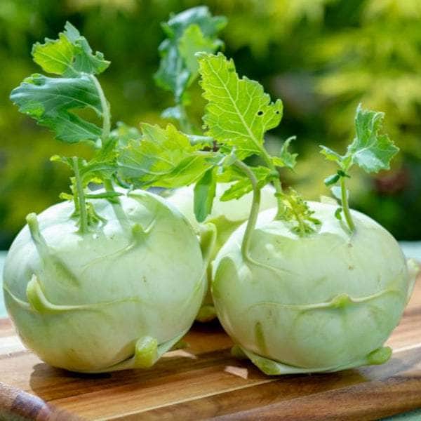 Acqua Garden Plants Kohlrabi 'F1 Quickstar'