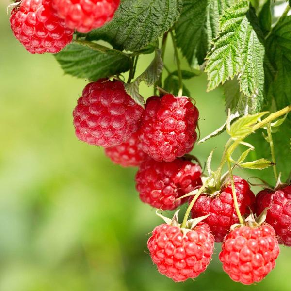 Acqua Garden Plants Raspberry 'Enrosadira'