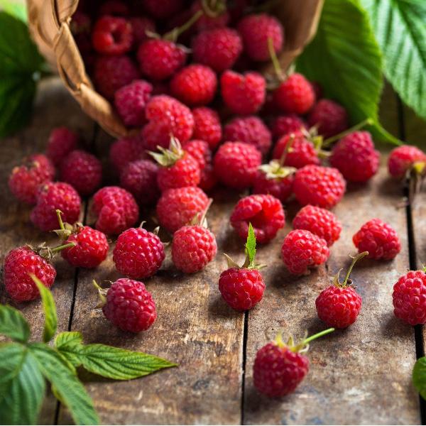 Acqua Garden Plants Raspberry 'Enrosadira'