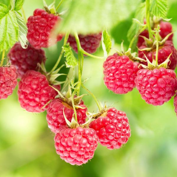 Acqua Garden Plants Raspberry 'Enrosadira'