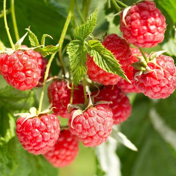 Acqua Garden Plants Raspberry 'Glen Clova'