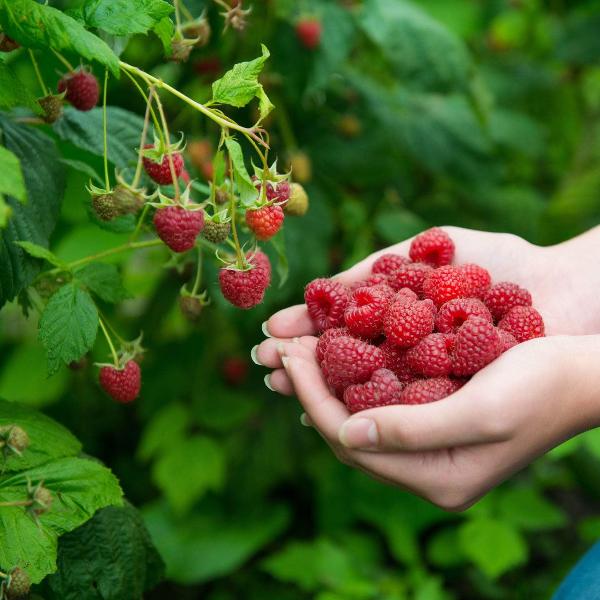 Acqua Garden Plants Raspberry 'Glen Clova'