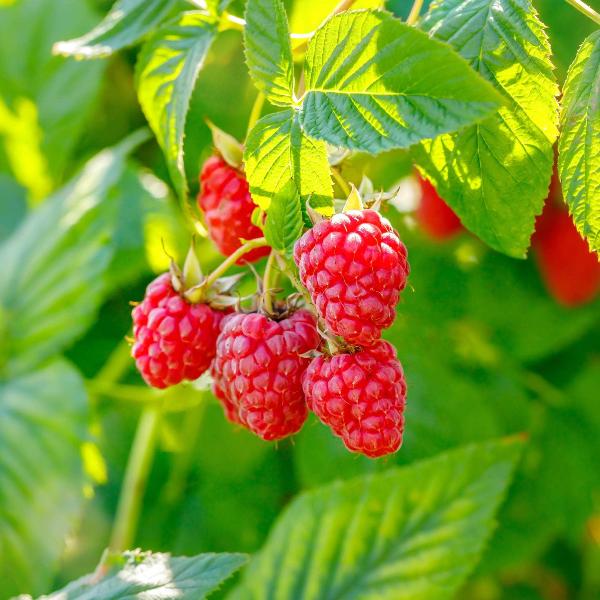 Acqua Garden Plants Raspberry 'Glen Moy'