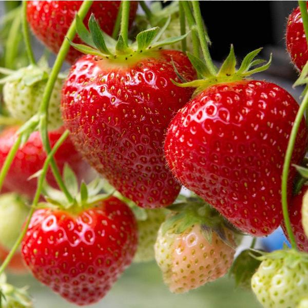 Acqua Garden Plants Strawberry